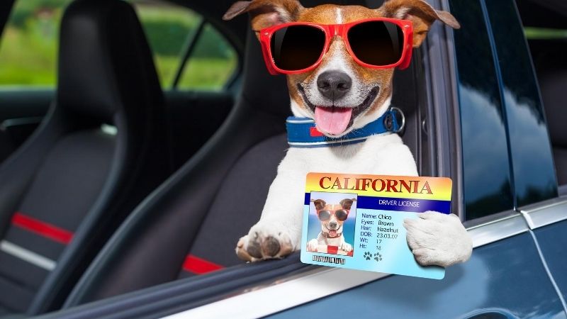 教習所の期限のまとめ