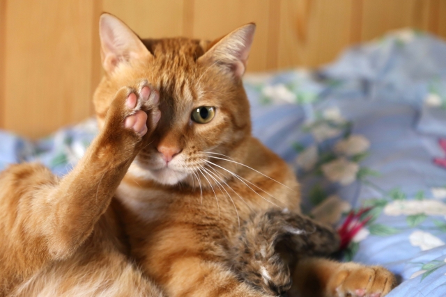 運転免許で行う検査方法は?ランドルト環と三桿法