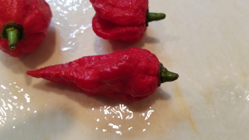 ブート・ジョロキア