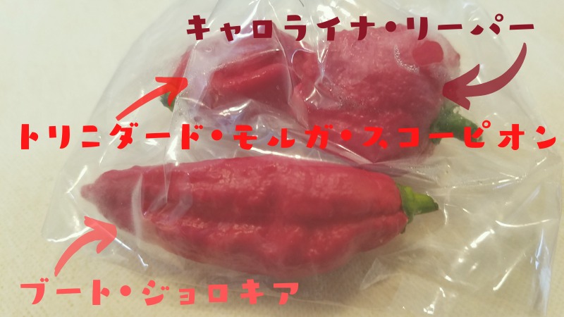 世界最強クラスの唐辛子とご対面